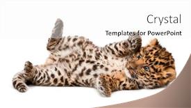  Presentation with amur leopard - Colorful PPT theme enhanced with amur-leopard-cub-panthera-pardus backdrop and a white colored foreground