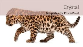  Presentation with amur leopard - PPT layouts having amur-leopard-cub-panthera-pardus background and a coral colored foreground