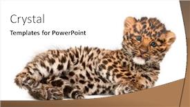  Presentation with amur leopard - Slide set featuring amur-leopard-cub-panthera-pardus background and a white colored foreground