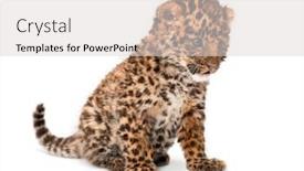  Presentation with amur leopard - Cool new slides with amur-leopard-cub-panthera-pardus backdrop and a light gray colored foreground