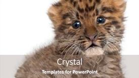  Presentation with amur leopard - Amazing slide deck having amur-leopard-cub-panthera-pardus backdrop and a violet colored foreground