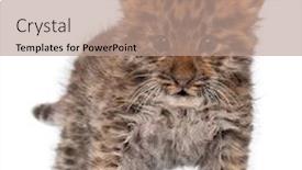  Presentation with amur leopard - PPT theme consisting of amur-leopard-cub-panthera-pardus background and a coral colored foreground