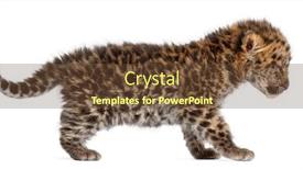  Presentation with amur leopard - Audience pleasing PPT layouts consisting of amur-leopard-cub-walking-panthera backdrop and a tawny brown colored foreground