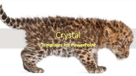  Presentation with amur leopard - Slide deck featuring amur-leopard-cub-walking-panthera background and a tawny brown colored foreground