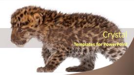  Presentation with amur leopard - Colorful PPT theme enhanced with amur-leopard-cub-walking-panthera backdrop and a tawny brown colored foreground