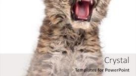  Presentation with amur leopard - Cool new theme with amur-leopard-cub-yawning-panthera backdrop and a light gray colored foreground