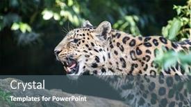  Presentation with amur leopard - Slide deck featuring amur leopard panthera pardus orientalis side profile closeup of this endangered big cat baring his teeth with lush foliage background background and a ocean colored foreground