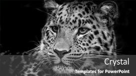  Presentation with amur leopard - Beautiful PPT theme featuring amur-leopard-panthera-pardus-orientalis backdrop and a dark gray colored foreground
