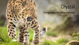  Presentation with amur leopard - PPT layouts featuring amur leopard panthera pardus orientalis background and a coral colored foreground