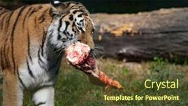  Presentation with siberian tiger taken - Audience pleasing PPT theme consisting of amur siberian tiger eats raw meat on green grass backdrop and a tawny brown colored foreground