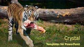 Presentation with raw meat - Presentation theme enhanced with amur-siberian-tiger-eats-raw background and a tawny brown colored foreground