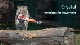  Presentation with raw meat - PPT theme consisting of amur-siberian-tiger-eats-raw background and a wine colored foreground
