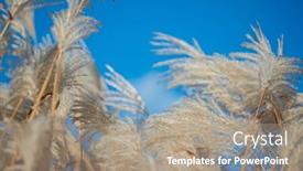  Presentation with pacific island - PPT theme with amur-silvergrass-miscanthus-sacchariflorus background and a coral colored foreground