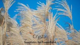  Presentation with pacific island - Theme featuring amur-silvergrass-miscanthus-sacchariflorus background and a coral colored foreground