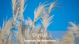  Presentation with pacific island - Presentation theme consisting of amur-silvergrass-miscanthus-sacchariflorus background and a gray colored foreground