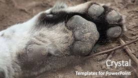  Presentation with paw - Beautiful theme featuring amur tiger wild life animal backdrop and a dark gray colored foreground