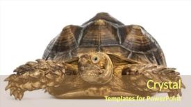  Presentation with tortoise - Cool new PPT theme with an african spurred tortoise backdrop and a tawny brown colored foreground
