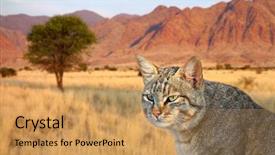  Presentation with africa - Presentation theme enhanced with an african wild cat background and a yellow colored foreground