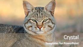  Presentation with kalahari - Audience pleasing slide deck consisting of an african wild cat backdrop and a coral colored foreground