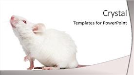  Presentation with laboratory mouse - Slide set with an albino white mouse background and a white colored foreground