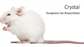  Presentation with laboratory mouse - Cool new PPT theme with an albino white mouse backdrop and a white colored foreground