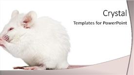  Presentation with wash - Slides enhanced with an albino white mouse background and a white colored foreground