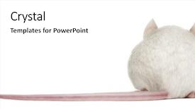  Presentation with laboratory mouse - Slide set featuring an albino white mouse background and a white colored foreground