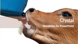  Presentation with supplement - Presentation theme consisting of an ayrshire calf feed background and a coral colored foreground