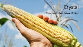  Presentation with corn plant - Audience pleasing slide deck consisting of an ear of corn backdrop and a light blue colored foreground
