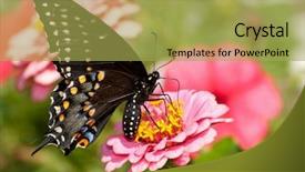  Presentation with eastern - Beautiful PPT layouts featuring an eastern black swallowtail backdrop and a yellow colored foreground