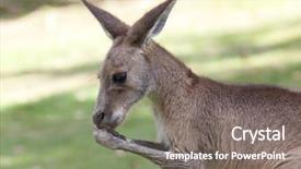  Presentation with queensland - Colorful PPT theme enhanced with an eating red kangaroo backdrop and a gray colored foreground