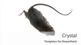  Presentation with white rat - Presentation theme having an electronic rat trap background and a white colored foreground