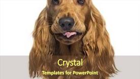  Presentation with english - Presentation design with an english cocker spaniel background and a tawny brown colored foreground