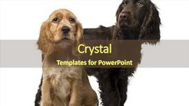  Presentation with puppy english cocker spaniel - Colorful theme enhanced with an english cocker spaniel backdrop and a tawny brown colored foreground