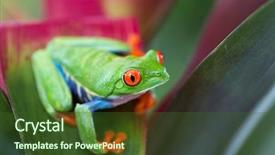  Presentation with costa rica - PPT theme featuring an exotic rain forest background and a  colored foreground