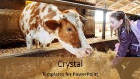  Presentation with farm - Colorful PPT theme enhanced with an organic milk farm backdrop and a gold colored foreground