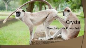  Presentation with taking care of children and parent - Slides with anal - two gray langurs taking care background and a mint green colored foreground