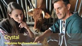  Presentation with milk - Amazing theme having analysis milk - farmer and veterinarian checking backdrop and a tawny brown colored foreground