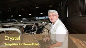  Presentation with barn - Slide deck featuring analysis milk - senior man with laptop background and a coral colored foreground