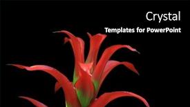  Presentation with ananas - PPT theme with ananas-bracteatus-tropical-flower background and a black colored foreground