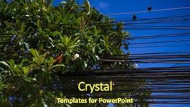  Presentation with green tree - Audience pleasing PPT layouts consisting of sitting birds and green tree backdrop and a light gray colored foreground