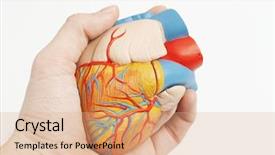  Presentation with heart anatomy - Cool new presentation theme with anatomic model of a human backdrop and a coral colored foreground