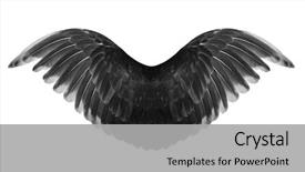  Presentation with angel wings - Slides featuring anatomy - angel wings isolated on white background and a light gray colored foreground