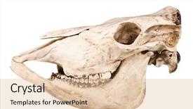  Presentation with skull - PPT layouts having anatomy - profile of skull of domestic background and a lemonade colored foreground