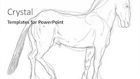  Presentation with physique - Colorful presentation design enhanced with anatomy-of-a-horse backdrop and a white colored foreground