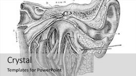  Presentation with public domain - Beautiful PPT theme featuring anatomy of the human ear backdrop and a light gray colored foreground