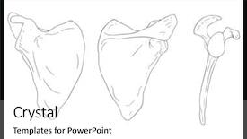  Presentation with bone anatomy - Colorful slide deck enhanced with anatomy shoulder - scapula - human body bone backdrop and a white colored foreground