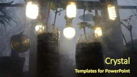  Presentation with grape vine wine grapes - Colorful theme enhanced with anbau container - small plastic greenhouse for windowsill backdrop and a wine colored foreground