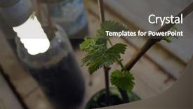  Presentation with grape vine wine grapes - Presentation theme having anbau container - small plastic greenhouse for windowsill background and a tawny brown colored foreground