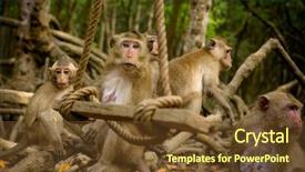  Presentation with swing - Slide set enhanced with ancestor - group of macaque monkeys background and a tawny brown colored foreground
